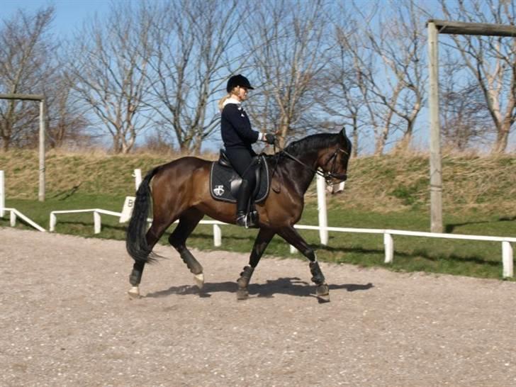 Hollandsk Varmblod Vivaldi billede 1