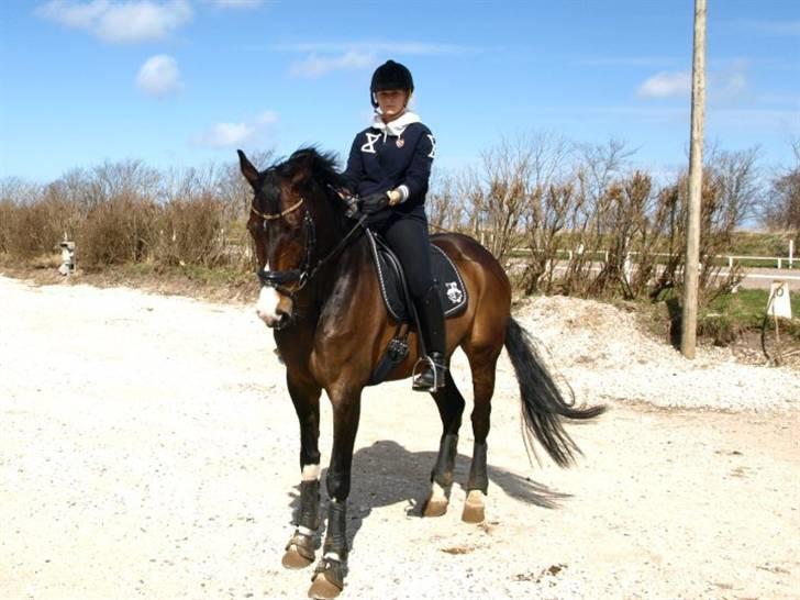 Hollandsk Varmblod Vivaldi billede 2