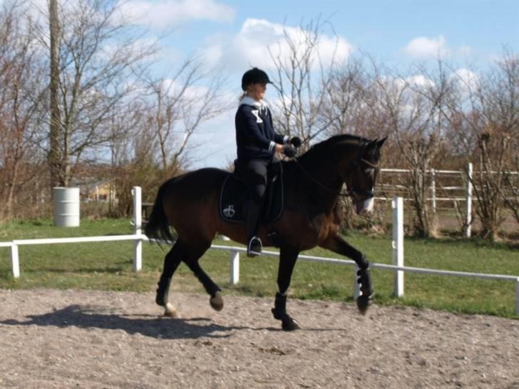 Hollandsk Varmblod Vivaldi billede 3