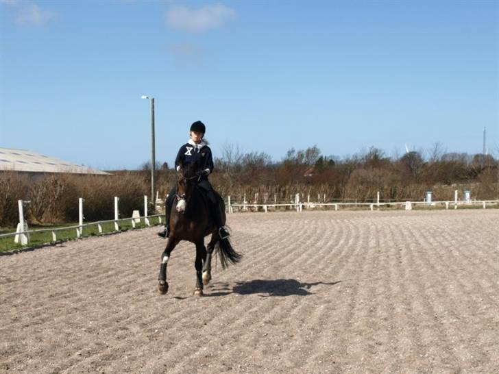 Hollandsk Varmblod Vivaldi billede 4