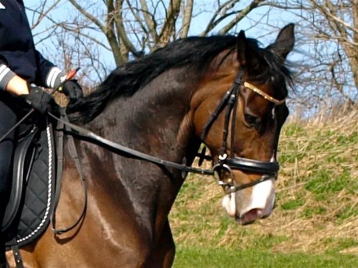 Hollandsk Varmblod Vivaldi billede 5