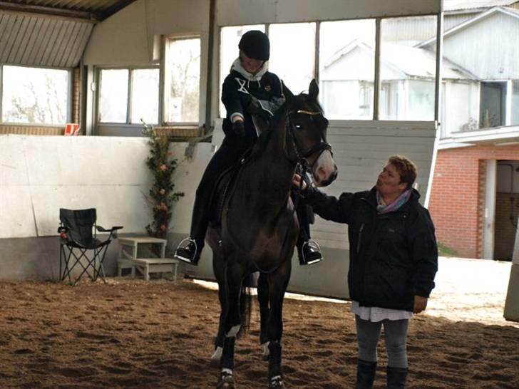 Hollandsk Varmblod Vivaldi billede 6