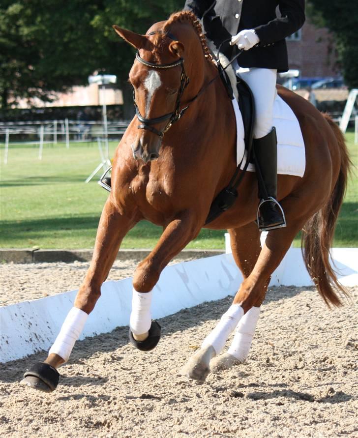 Trakehner Spanggaards Nairobi - TAF - 4 års championat - 2009 - Broholm   billede 6