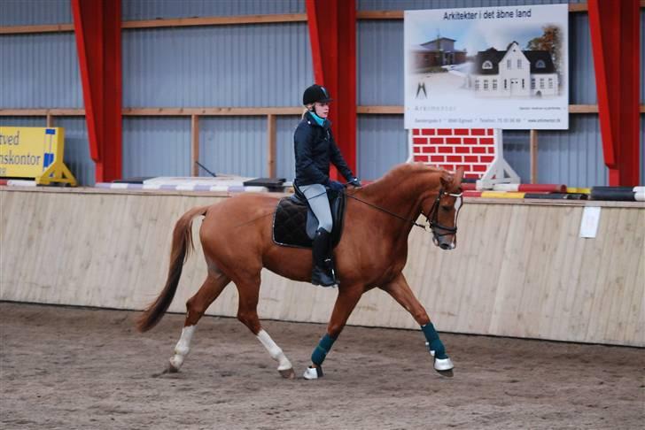 Trakehner Spanggaards Nairobi - Kursus v. Anna Blomgren (Påske 2010) Fotograf: Simone MJ <3 billede 10