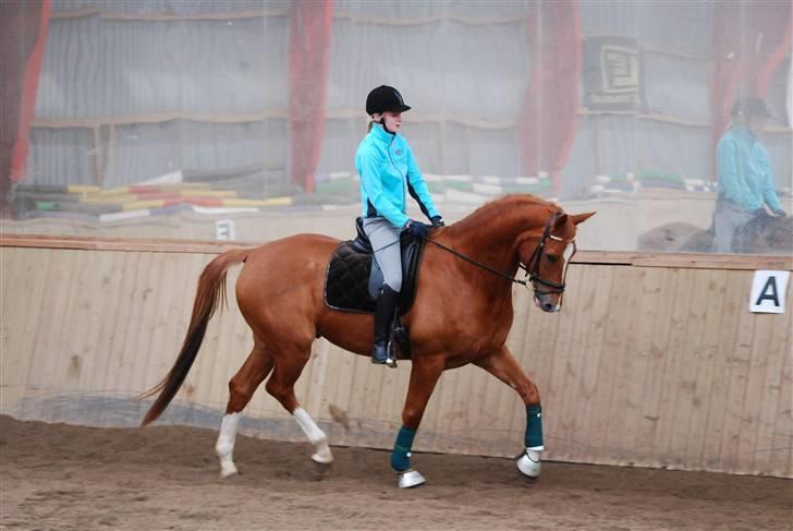 Trakehner Spanggaards Nairobi - Kursus v. Anna Blomgren (Påske 2010) Fotograf: Simone MJ <3 billede 11