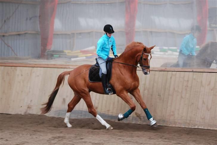 Trakehner Spanggaards Nairobi - Kursus v. Anna Blomgren (Påske 2010) Fotograf: Simone MJ <3 billede 12