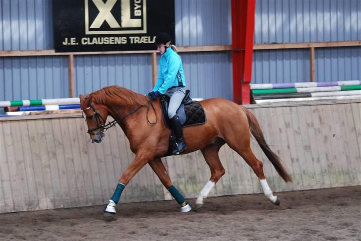 Trakehner Spanggaards Nairobi - Kursus v. Anna Blomgren (Påske 2010) Fotograf: Simone MJ <3 billede 13