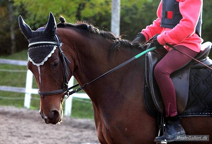 Anden særlig race | Indian Pride - Min skøne hest i HOLDNING:D Min drøm om dig og mit dressur er blevet til virklighed. Jeg bliver så glad inden i når jeg rider dig Pride! For du kan få mig til at tro på de ting jeg vil, og grunden til jeg ikke giver op, er dig! | Fotograf: STL   billede 7