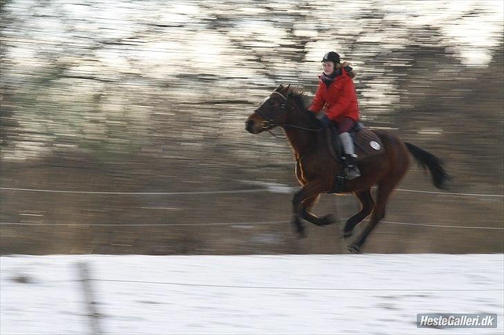 Anden særlig race | Indian Pride - Dig og mig i fuld fart!! Det er som en drøm <3 Du bliver så glad og elsker at løbe <3 Du er min væddeløbs prinsesse <3 | Fotograf: Matilde´s far billede 9