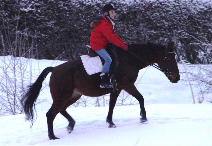 Anden særlig race | Indian Pride - Mig og Pride rider på marken, og er på vej op af en bakke (: Det er begyndt at gå op af bakke med os, Pride! Jeg kan mærke at du er en hest som der ikke er som de andre og du er bare det best for mig, Pride<3 | Fotograf: STL billede 10
