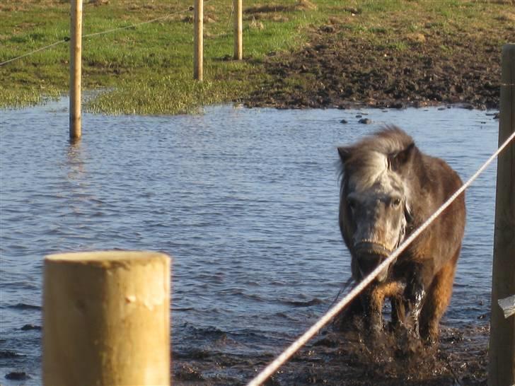 Shetlænder Lotte - April 2010 billede 19
