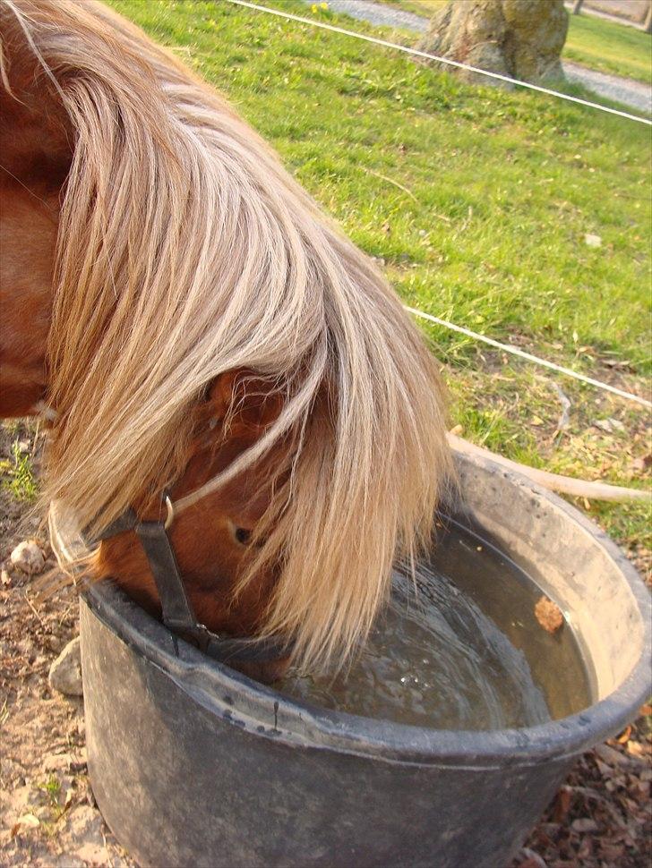 Shetlænder l »Zamir« billede 6