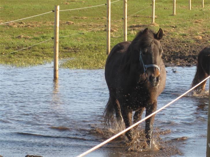 Anden særlig race Shiela billede 8