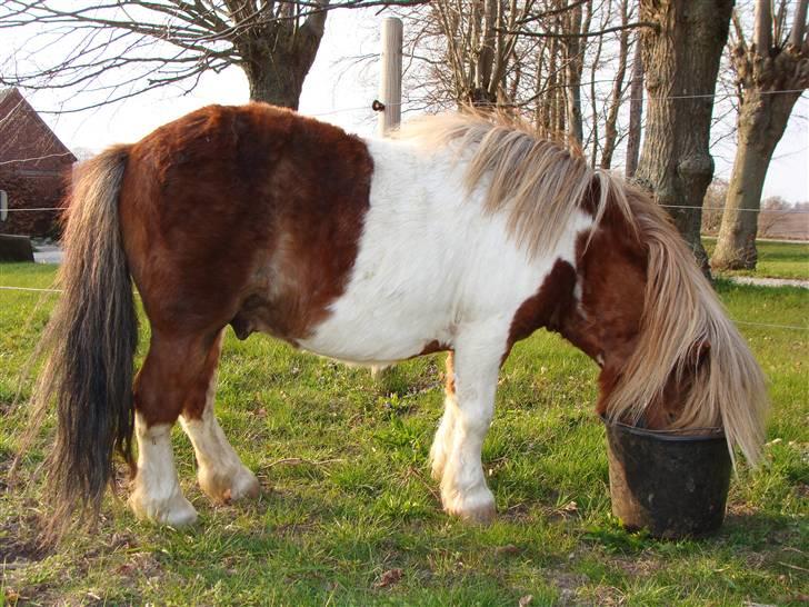 Shetlænder l »Zamir« billede 8