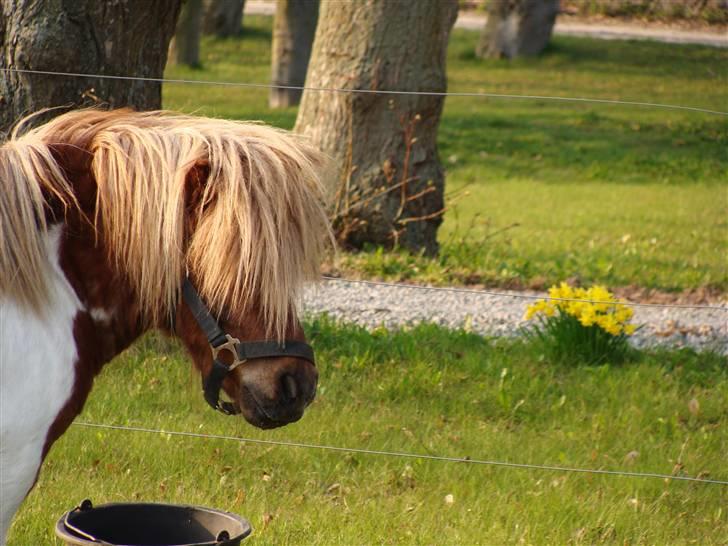 Shetlænder l »Zamir« billede 9