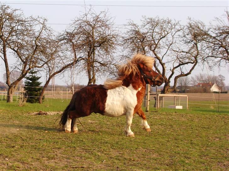 Shetlænder l »Zamir« billede 11