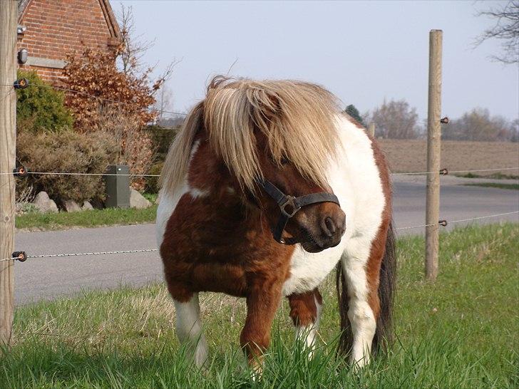 Shetlænder l »Zamir« billede 12
