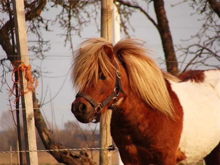 Shetlænder l »Zamir« billede 13
