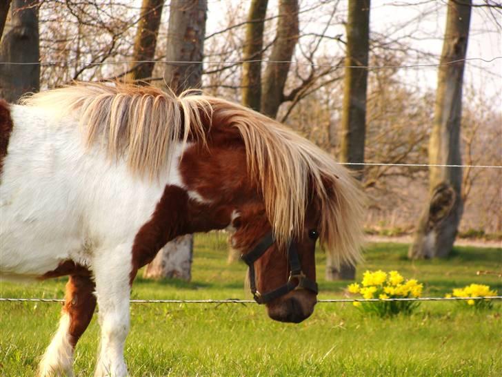 Shetlænder l »Zamir« billede 15