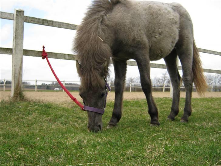 Anden særlig race Breaking Dawn * solgt :' * billede 2