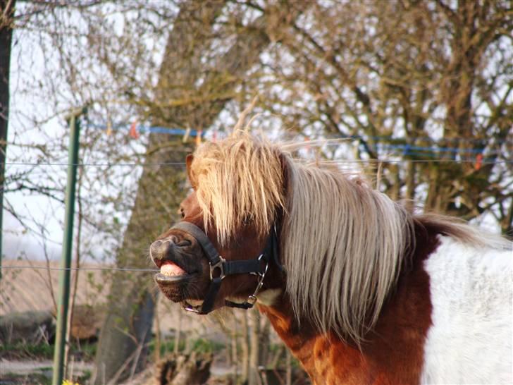 Shetlænder l »Zamir« billede 17
