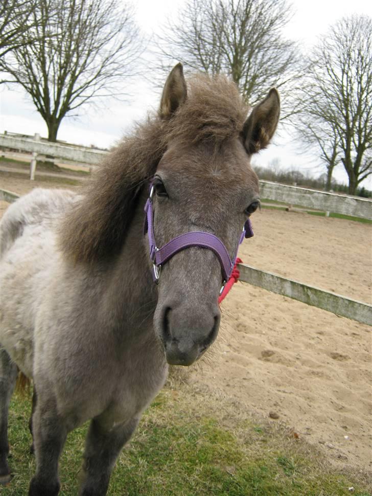 Anden særlig race Breaking Dawn * solgt :' * billede 3