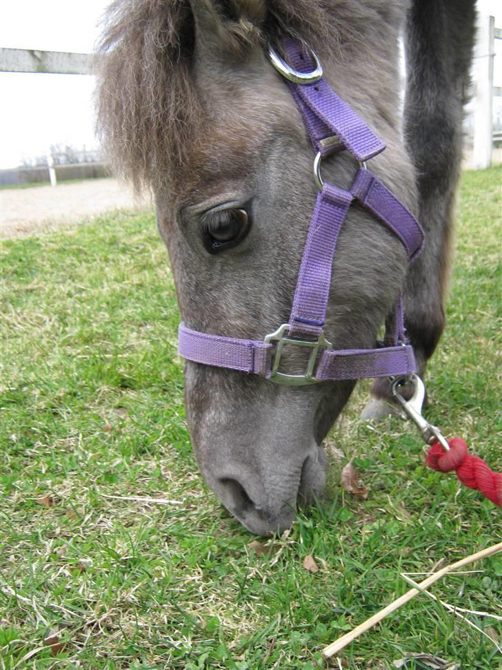 Anden særlig race Breaking Dawn * solgt :' * billede 4