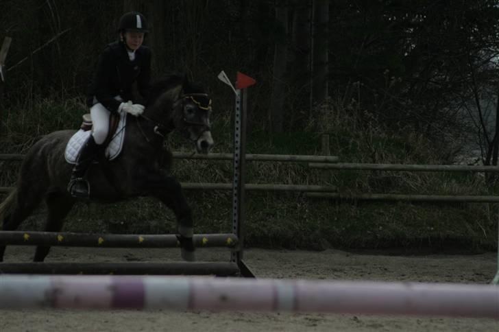 Welsh Partbred (Sec F) - Dyekjærs Pris Zak billede 2