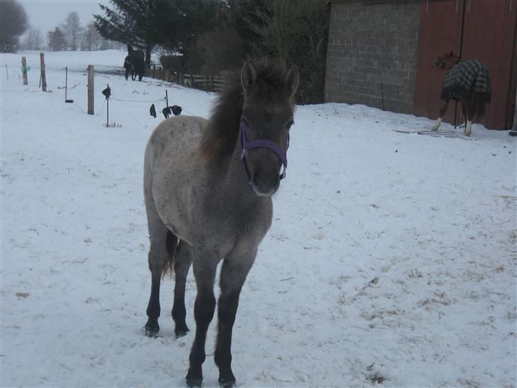 Anden særlig race Breaking Dawn * solgt :' * billede 5