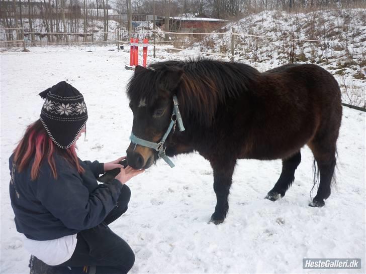 Shetlænder axel *SOLGT*:'( - 18 billede 16