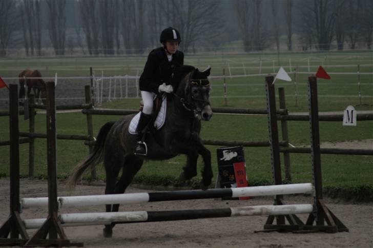 Welsh Partbred (Sec F) - Dyekjærs Pris Zak billede 5