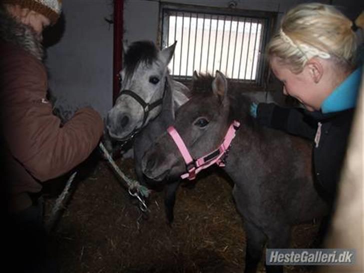 Anden særlig race Breaking Dawn * solgt :' * - jeg ved godt at der er dobbelt mærke i hjørnet syntes bare at i skulle se mor og datter sammen  billede 6