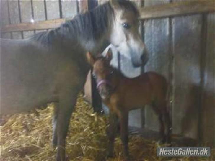 Anden særlig race Breaking Dawn * solgt :' * - jeg ved godt at der er dobbel mærke i hjørnet syntes bare i skulle se hende som helt bitte lille ;3 billede 7