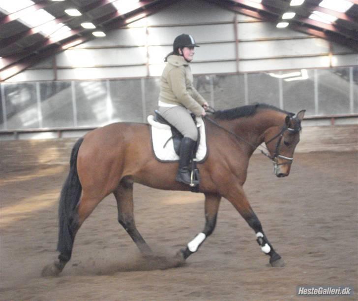 Hollandsk Varmblod Zaziezazou " Zazu" <3 [Tidl. hest] ;( - D. 18/04-2010 Den dag han var ankommet i stalden og han var så cool at ride :) billede 2