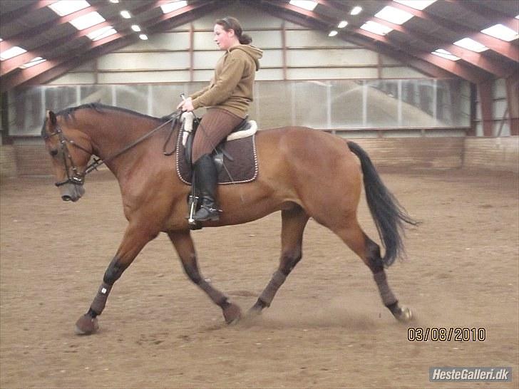 Hollandsk Varmblod Zaziezazou " Zazu" <3 [Tidl. hest] ;( - Sommer 2010 billede 3