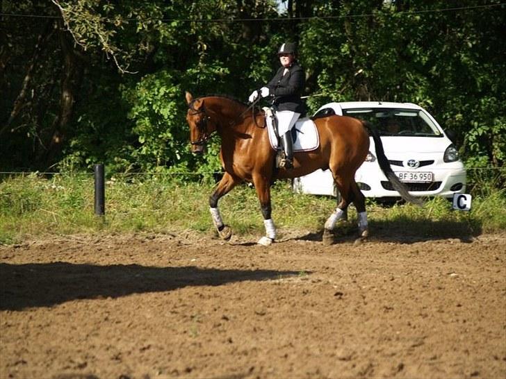 Hollandsk Varmblod Zaziezazou " Zazu" <3 [Tidl. hest] ;( - Sommer 2010 billede 4