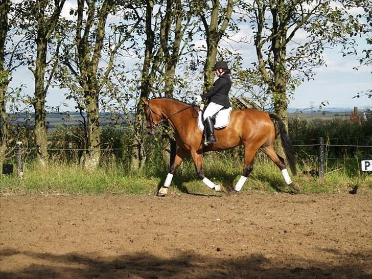 Hollandsk Varmblod Zaziezazou " Zazu" <3 [Tidl. hest] ;( - sommer 2010 billede 5