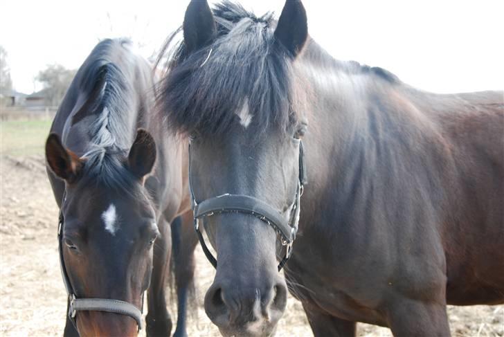 Koldblodstraver Foss Tulla - Tulla sammen med hendes gamle fold kammereat Miss Muffin. billede 7