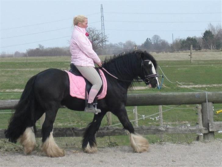 Irish Cob Chip billede 7