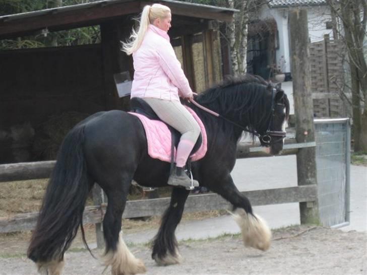 Irish Cob Chip billede 9