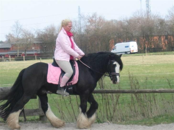 Irish Cob Chip billede 11