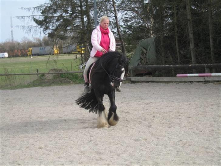 Irish Cob Chip billede 12