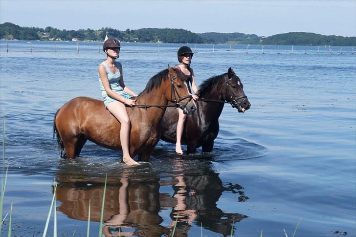 New Forest Egeballes Petroleum solgt <3 billede 13