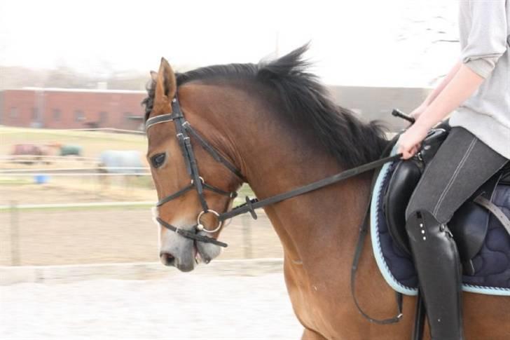 New Forest Egeballes Petroleum solgt <3 billede 14