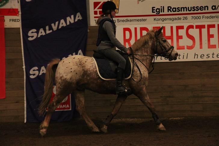 Knabstrupper Jolly Jumper<3 |Gml. Part| - Opvarmning til spring ved Tommy Lundby :D Foto: Celine billede 16