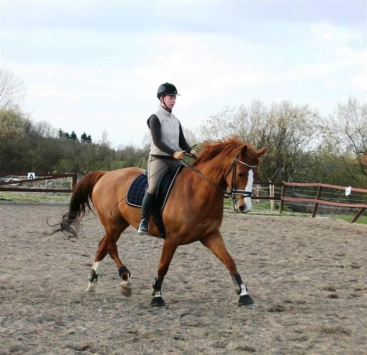 Dansk Varmblod Søndermarkens Fieldman billede 13