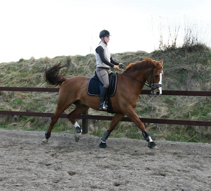 Dansk Varmblod Søndermarkens Fieldman billede 14