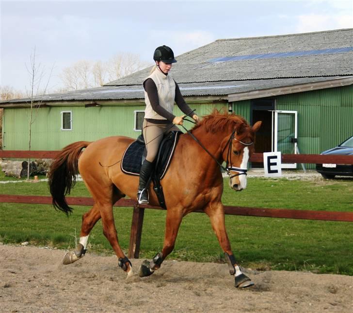 Dansk Varmblod Søndermarkens Fieldman billede 15