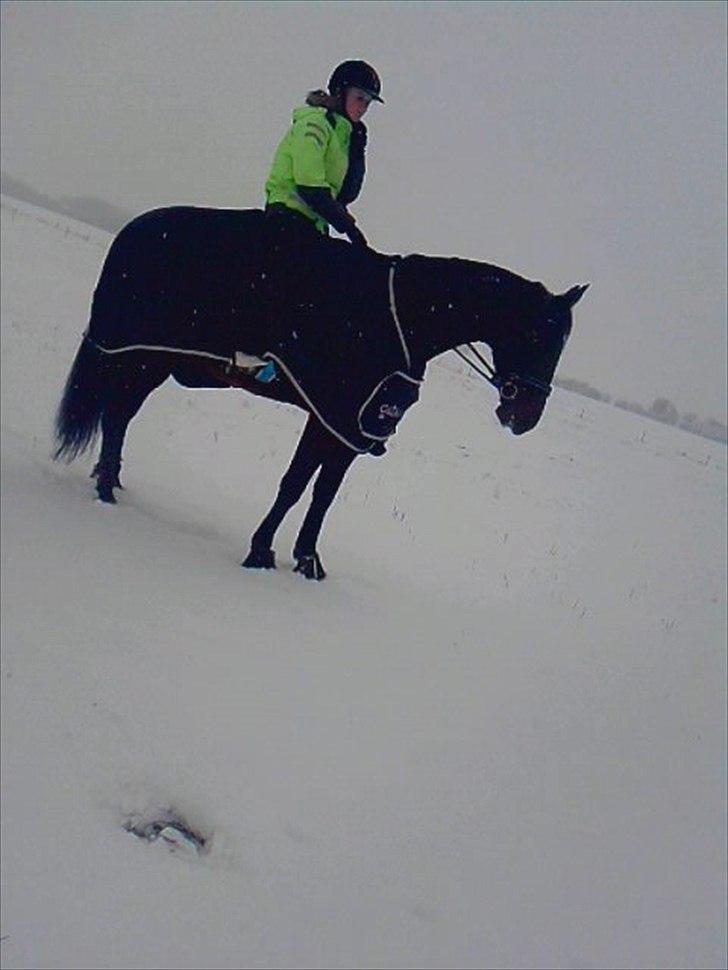 Traver Ju-bee (Far's hest) - var lige ude og ride i sneen billede 10