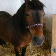 Anden særlig race prins bruno